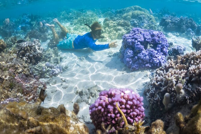 1/2 day Tahaa coral garden - departure Raiatea / ideal for cruise passengers - Why the coral garden is the main event