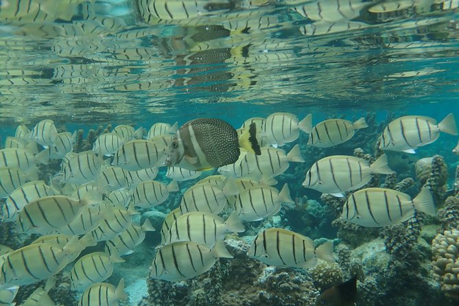 1/2 day Tahaa coral garden - departure Raiatea / ideal for cruise passengers - What the three-hour schedule feels like