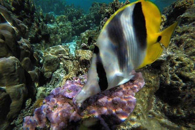 1/2 day Tahaa coral garden - departure Raiatea / ideal for cruise passengers - Guides, safety, and the right swimming ability