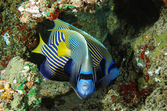 1/2 day Tahaa coral garden - departure Raiatea / ideal for cruise passengers - Cruise passengers and meeting details