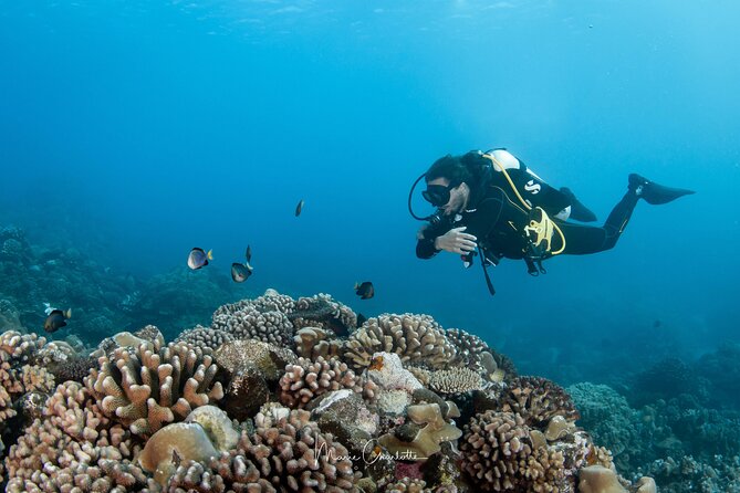 1 Afternoon Dive for Certified Divers in Bora Bora - Scheduling, weather, and cancellation details