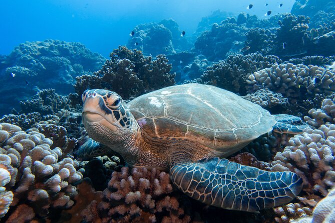 1 Afternoon Dive for Certified Divers in Bora Bora - Should you book it?