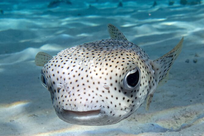 1 Afternoon Dive for Certified Divers in Bora Bora - Why a five-person group is worth having
