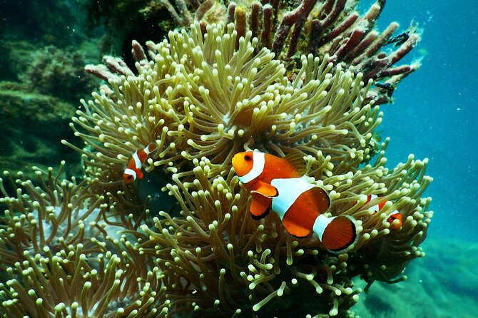1 hr Reef Explorer in Port Vila harbour, Vanuatu - The value of the $46.62 price