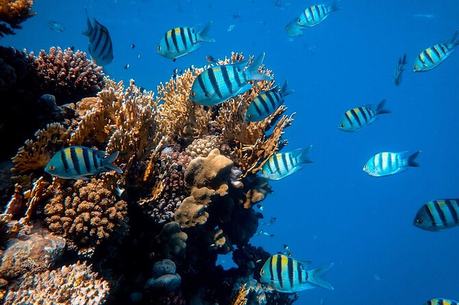 1 hr Reef Explorer in Port Vila harbour, Vanuatu - Weather, visibility, and what you may see