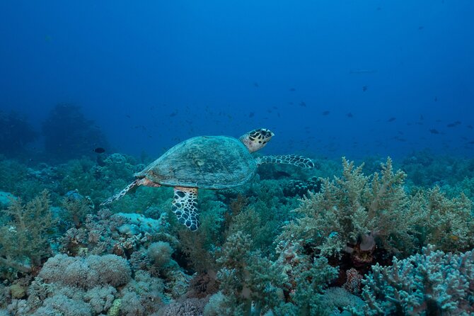 1 hr Reef Explorer in Port Vila harbour, Vanuatu - Should you book this Port Vila boat tour?