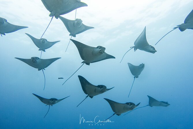 2 Dives in the morning for certified divers in Bora Bora - Two Bora Bora sites, two very different underwater scenes