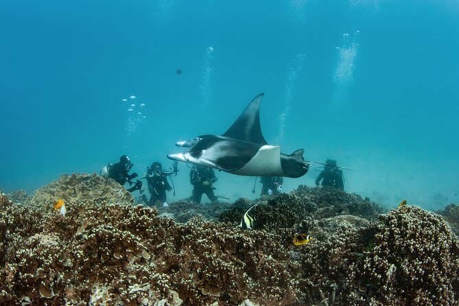 2 Dives in the morning for certified divers in Bora Bora - Session two: outer-reef scenery and moving water