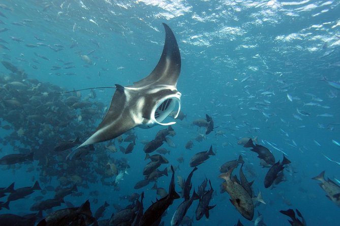 3 Day Dive Tour - Three days around Koror, with Palau below the surface