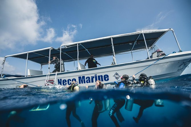 3 Day Dive Tour - Reefs, sharks, turtles, and the importance of expectations