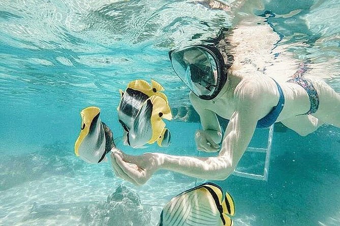 3-hour Lagoon Snorkeling Tour - Shared Tour - Moorea’s Lagoon in Three Focused Hours