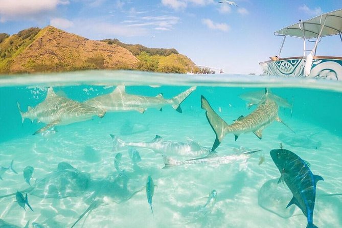 3-hour Lagoon Snorkeling Tour - Shared Tour - The Guides Make the Difference