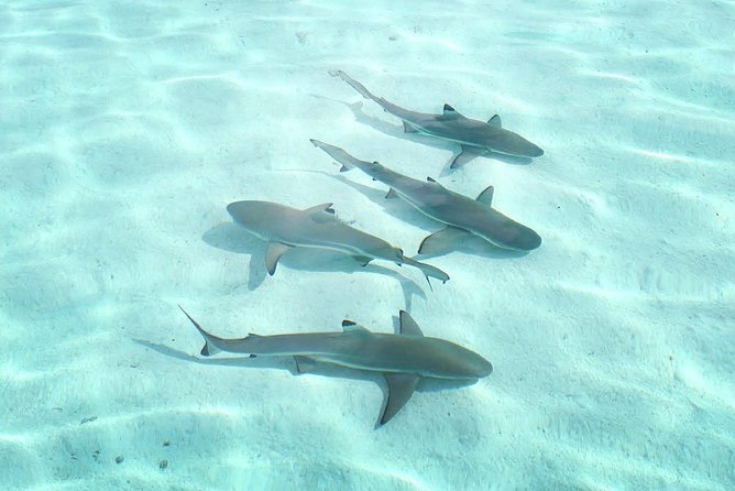 3-hour Lagoon Snorkeling Tour - Shared Tour - Is Three Hours Enough for Moorea?