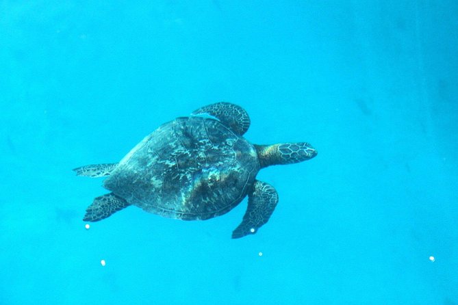 3-hour Lagoon Snorkeling Tour - Shared Tour - Who Will Like This Tour Most?