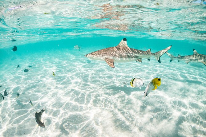 3-Hour Snorkeling Tour - Fruit, drinks, and the practical packing list