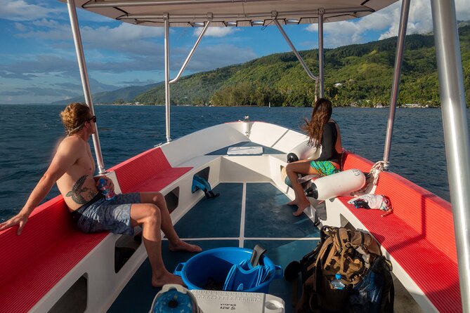3h dolphin and snorkeling tour in a wild lagoon with Mobydick - What the guide adds to the experience