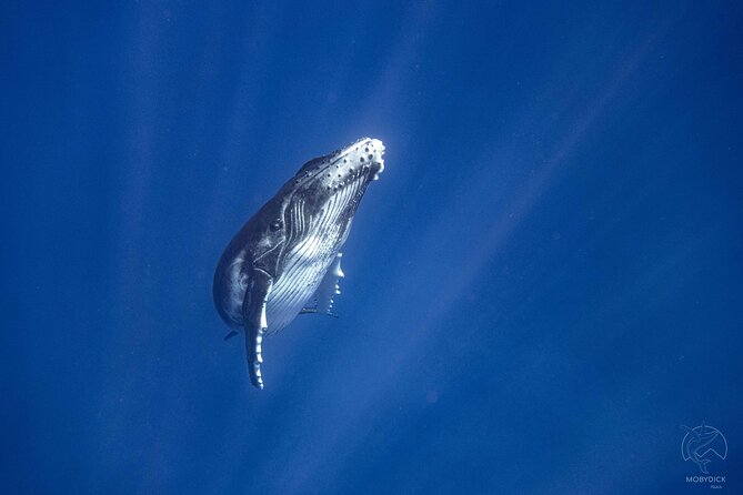 3h dolphin and snorkeling tour in a wild lagoon with Mobydick - What $144.54 means in practical terms