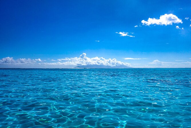 3h dolphin and snorkeling tour in a wild lagoon with Mobydick - Timing, season, and weather matter