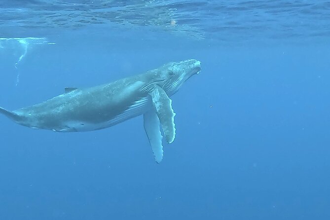 4 Hour Private Humpback Whales Encounter in Moorea - What you may see, and what you may not