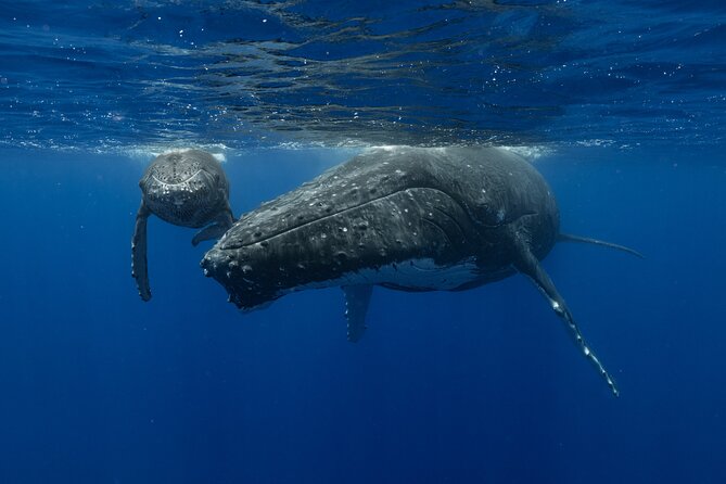 4 Hours of Humpback Whale Watching in Tahiti - What happens before the first sighting