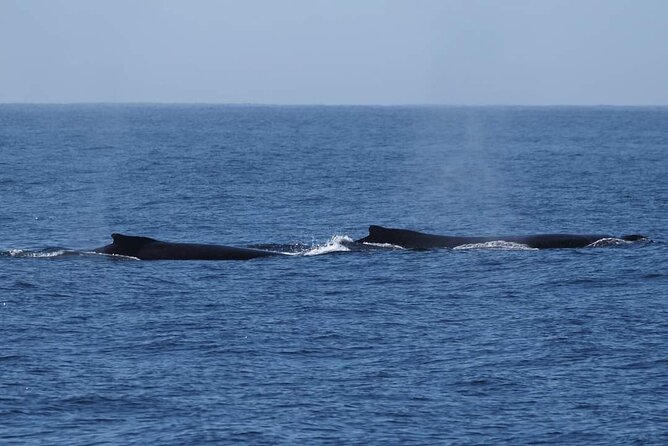 4 Hours of Humpback Whale Watching in Tahiti - The wildlife you may encounter beyond whales