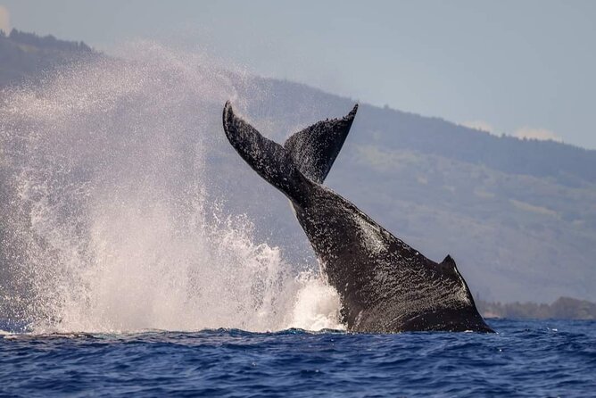 4 Hours of Humpback Whale Watching in Tahiti - Who should book this whale trip?