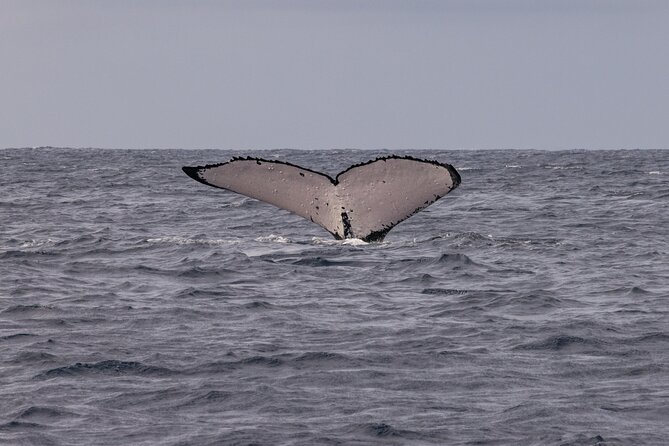 4 Hours of Humpback Whale Watching in Tahiti - Listening to whales with the hydrophone