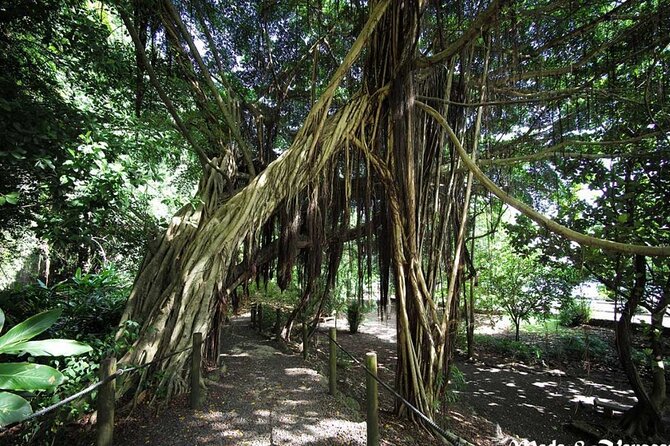 5 Hours Tahiti Island Tour - West and East Coast - What the guides add to the drive