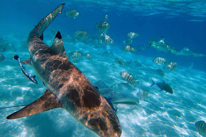 6 Hour Private Boat Activity with Snorkeling & Lunch - Snorkeling with rays, sharks, and turtles