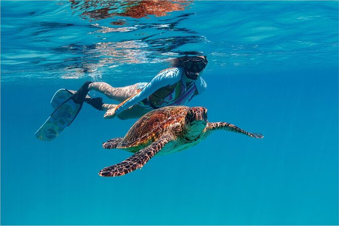 A Cook Islands Turtle Tour - small groups, premium experience - Meeting Rarotonga’s turtles in a group of eight