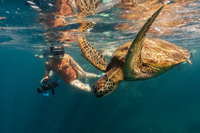 A Cook Islands Turtle Tour - small groups, premium experience - Who will enjoy this turtle tour most?
