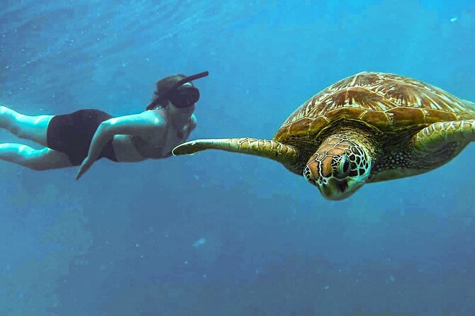 A Cook Islands Turtle Tour - small groups, premium experience - What the 90-minute outing includes