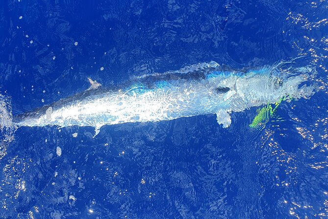 A Day of Big Game Fishing in a small group - Lunch, homemade punch, and the catch