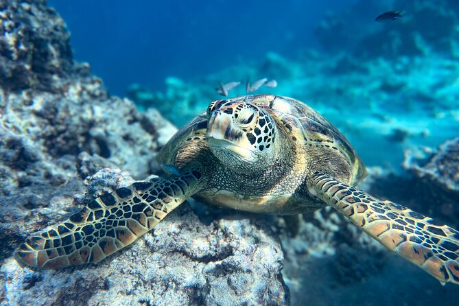 A Turtle Tour on Rarotonga - small groups, premium experience - Meeting the guides at Rarotonga’s Passage