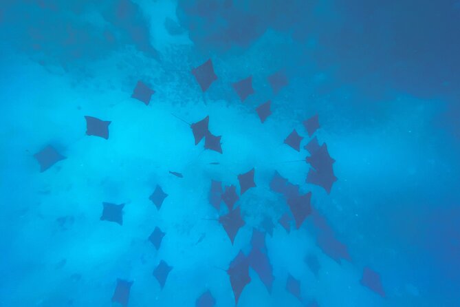 A Turtle Tour on Rarotonga - small groups, premium experience - Meeting turtles without treating the reef like an attraction