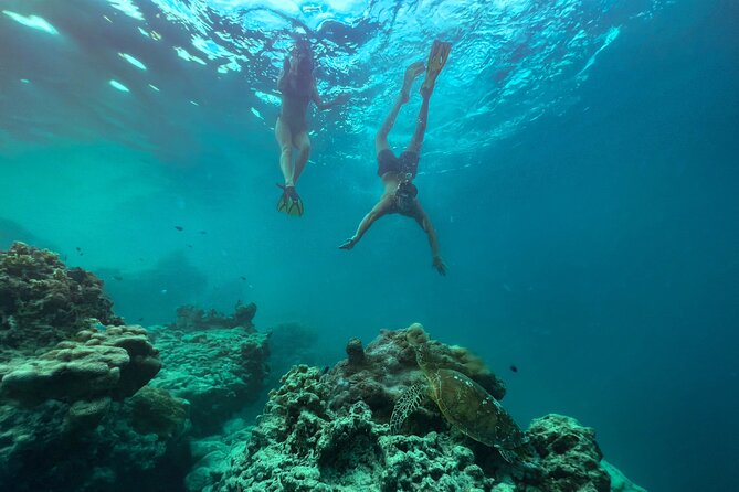 A Turtle Tour on Rarotonga - small groups, premium experience - The current is the real test