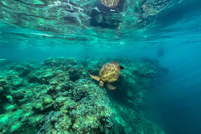 A Turtle Tour on Rarotonga - small groups, premium experience - Who will get the most from the $119.77 price
