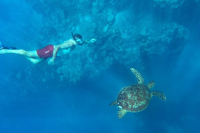 A Turtle Tour on Rarotonga - small groups, premium experience - How this compares with a casual beach snorkel