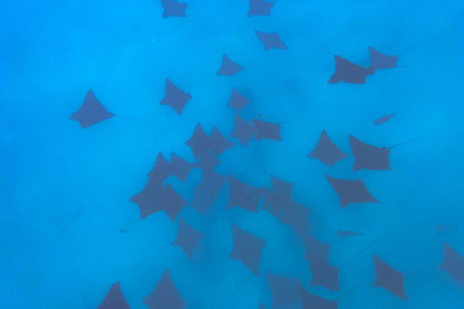 A Turtle Tour on Rarotonga - small groups, premium experience - What the 90 minutes actually includes