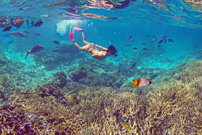 Amedee Lighthouse - Seeing turtles and coral from the glass-bottom boat