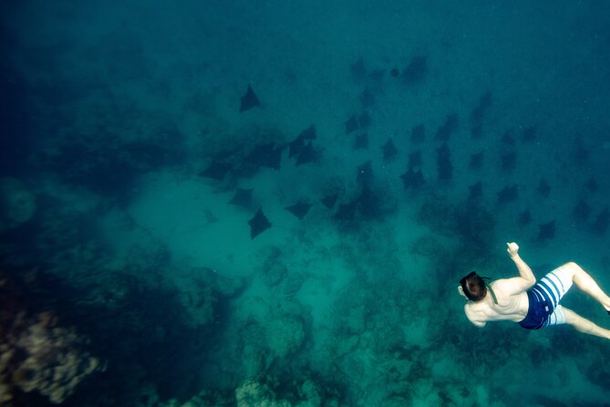 An Eagle Ray and Turtle Tour-Small Groups & Photography Included - Key points to know before booking