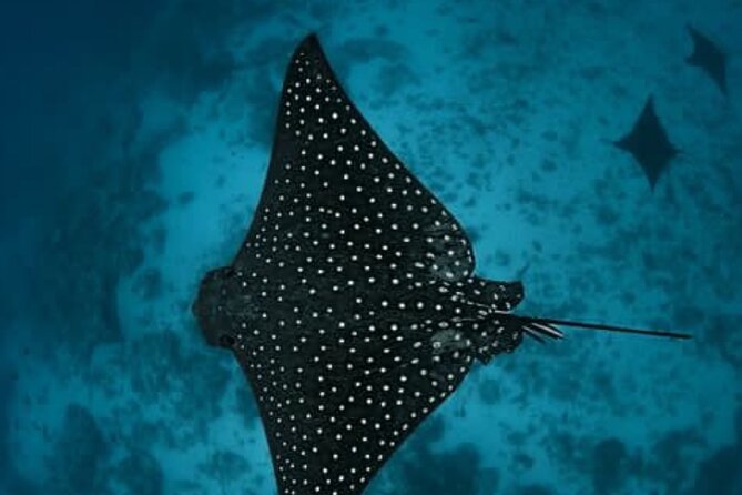 An Eagle Ray and Turtle Tour-Small Groups & Photography Included - Is $143.35 good value?