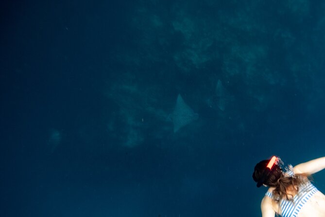 An Eagle Ray and Turtle Tour-Small Groups & Photography Included - Swimming confidence, safety, and comfort