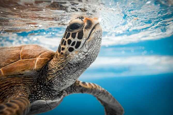 An Eagle Ray and Turtle Tour-Small Groups & Photography Included - Timing, meeting point, and booking details