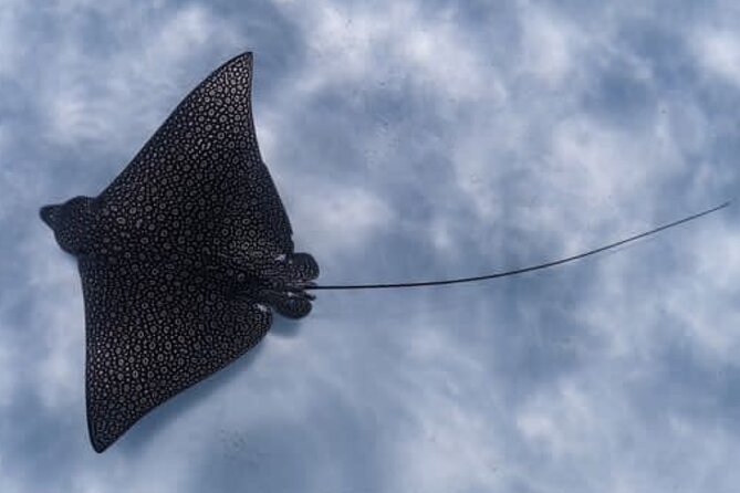 An Eagle Ray and Turtle Tour-Small Groups & Photography Included - The 90-minute route and what you can expect