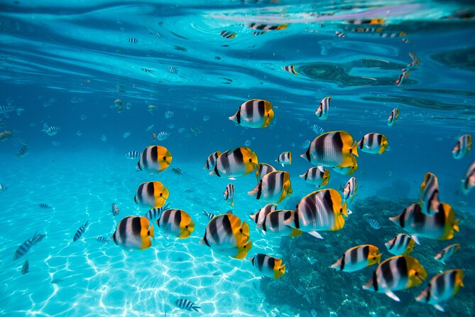 An Immersed Day in Bora Bora with O-sea - How the price of $200 measures up