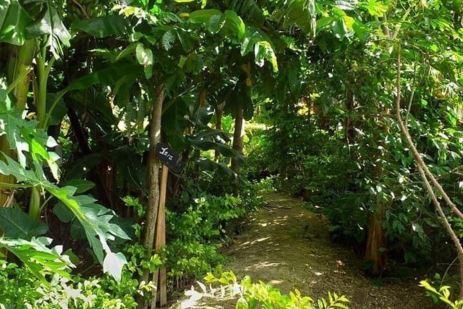 Ancient Tonga Cultur Tour 2hr Full Culture Tour - Kava tasting with cultural context