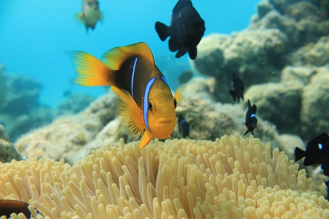 Aqua Safari Introductory Helmet Dive (Underwater Walk) - Thirty minutes among fish, coral, and rays