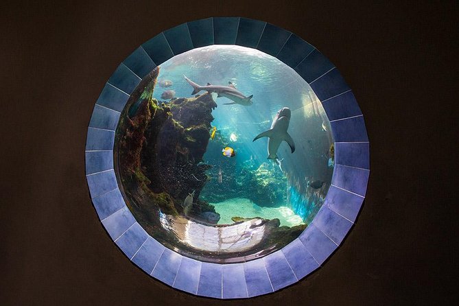 Aquarium Package in Nouméa's with Admission with Hop-on Hop-Off - What you actually see at Aquarium des Lagons