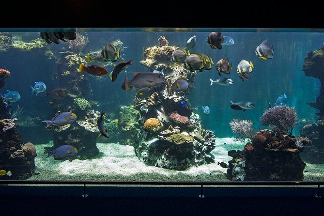 Aquarium Package in Nouméa's with Admission with Hop-on Hop-Off - A compact lesson about the world’s great lagoon